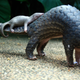 Two pangolins at a zoo in Bali, Indonesia, in 2014.